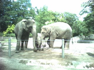 Tierpark Hagenbeck, Elefanten