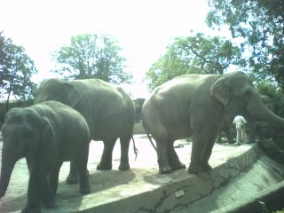 Tierpark Hagenbeck, Elefanten