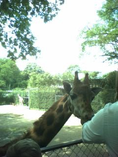 Tierpark Hagenbeck, Giraffe