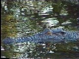 Salzwasser Krokodil