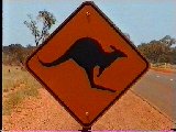 Vorsicht Känguruhs