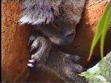 Koala beim Schlafen