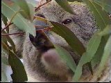 Koala beim Essen