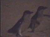 zwei Pinguine