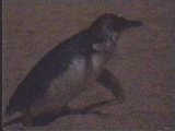 ein Pinguin