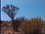 Köcherbaum + Kaktus