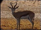 Springbock (Impala)