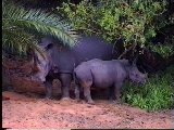 Nashorn Mutter mit Kind