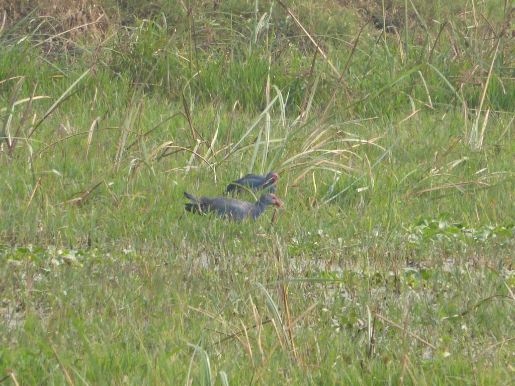 Blauente -