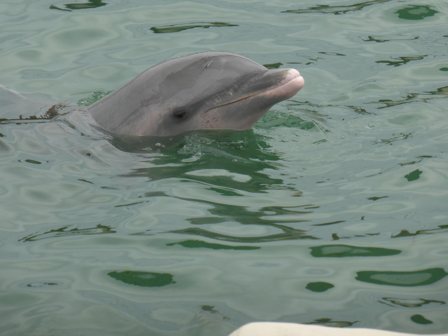 Delfinarium -