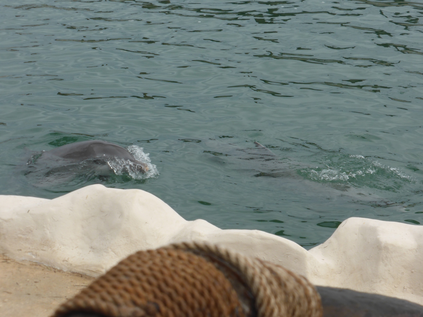Delfinarium -