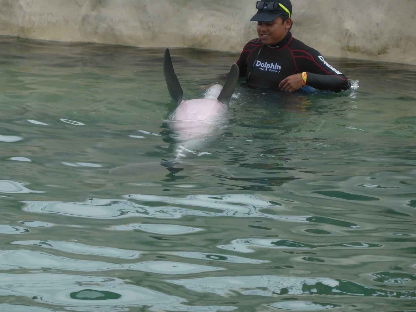 Delfinarium -