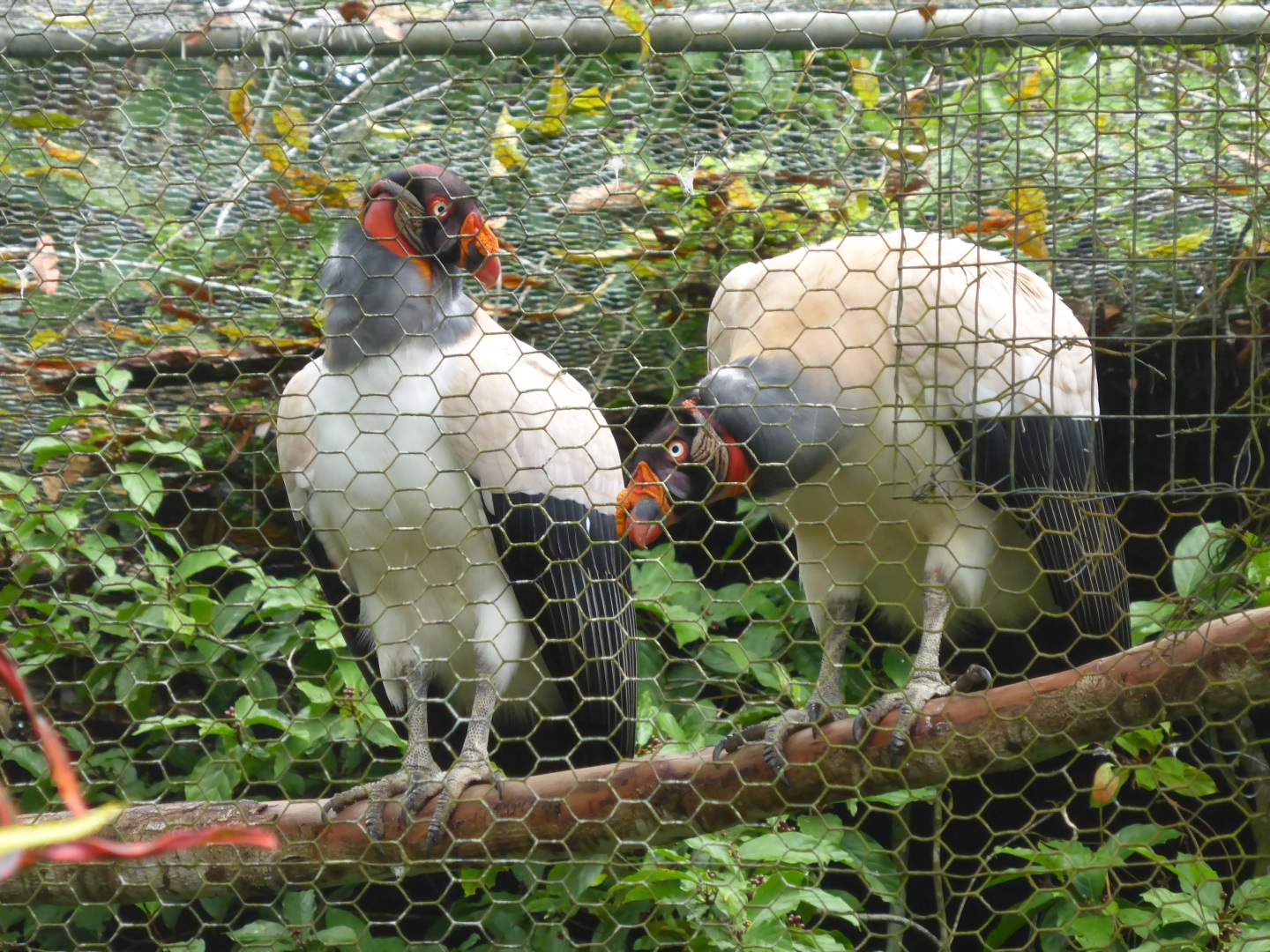 Belize Zoo - Geier -