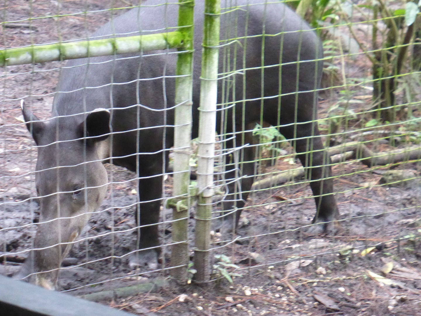 Belize Zoo - Tapir -