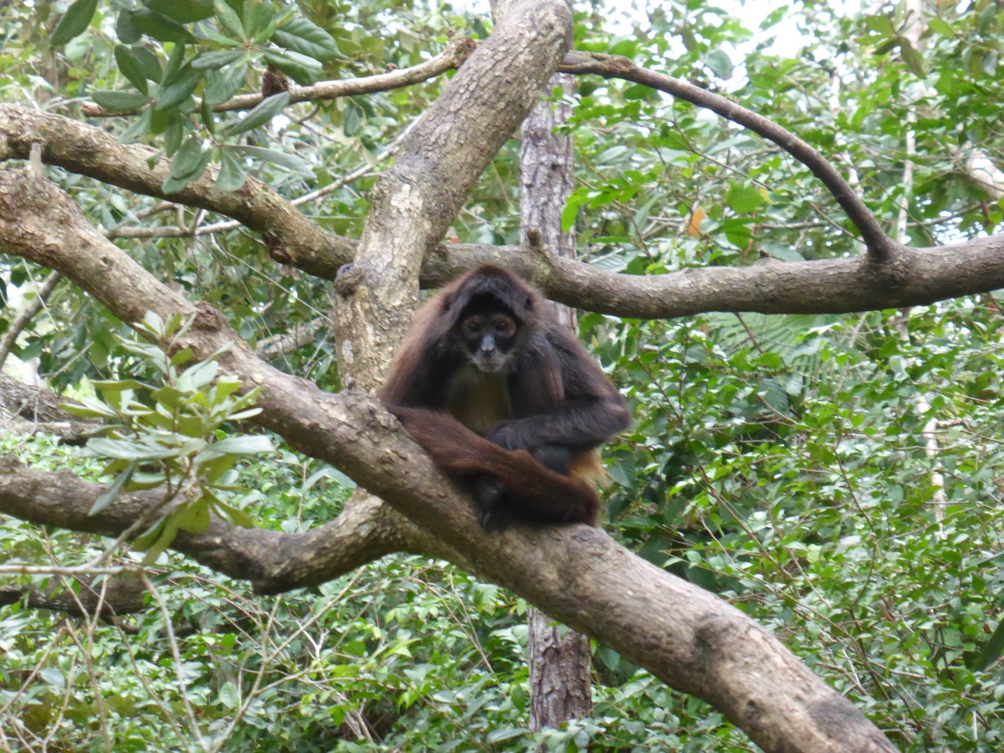 Spider Monkey -