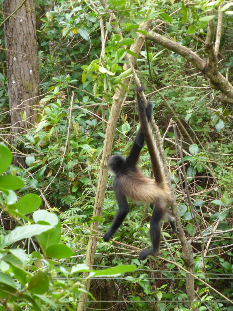 Spider Monkey -
