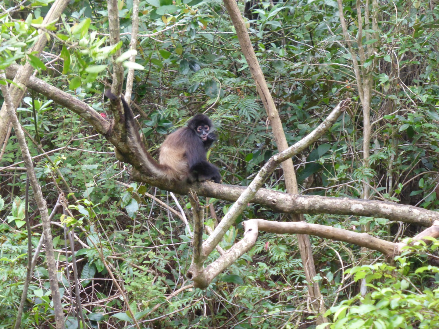 Spider Monkey -
