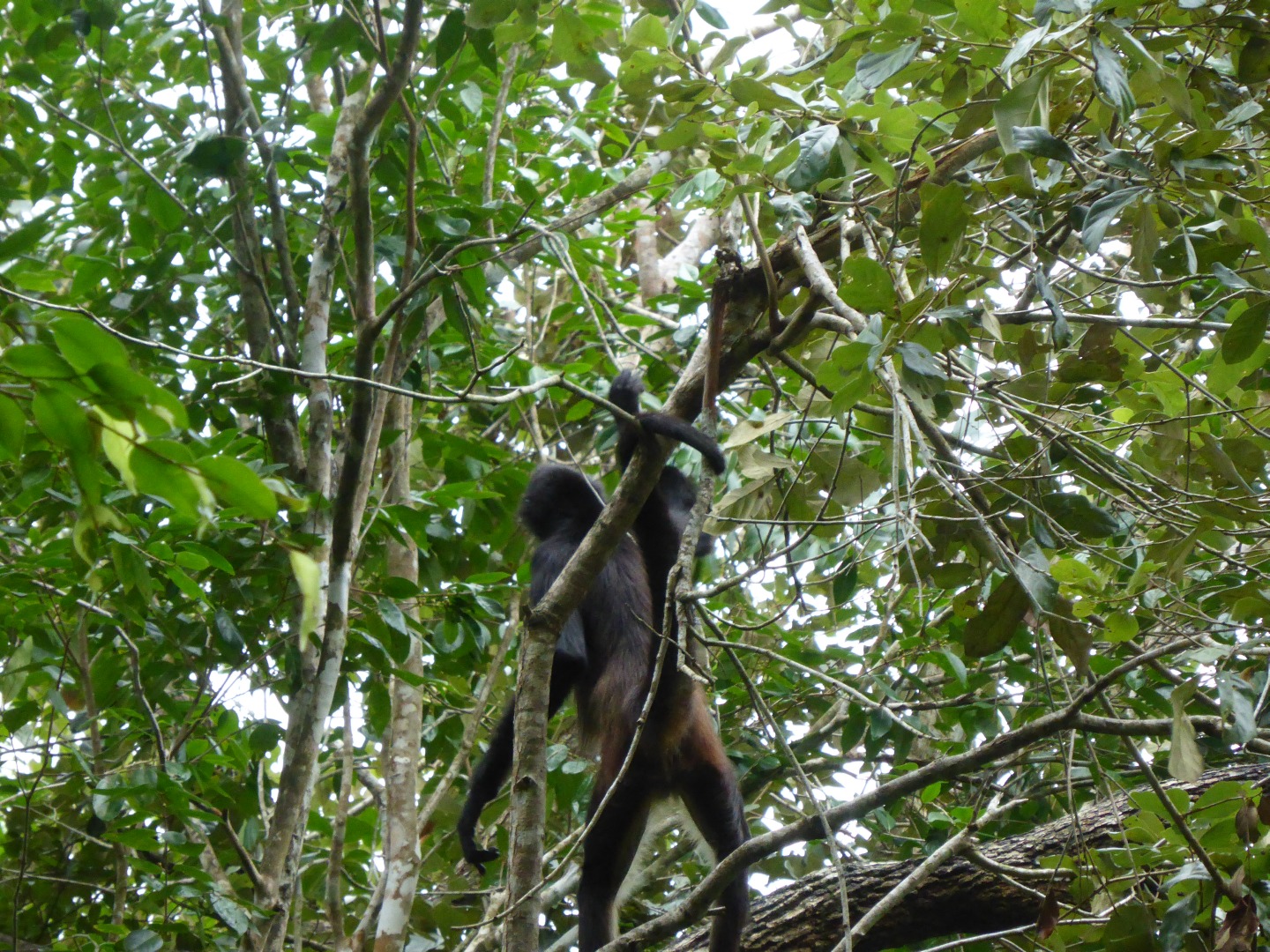 Spider Monkey -