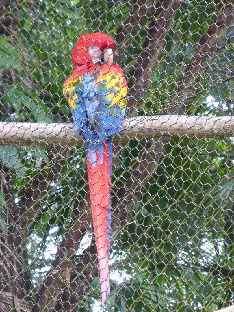 Macaw Parrot -