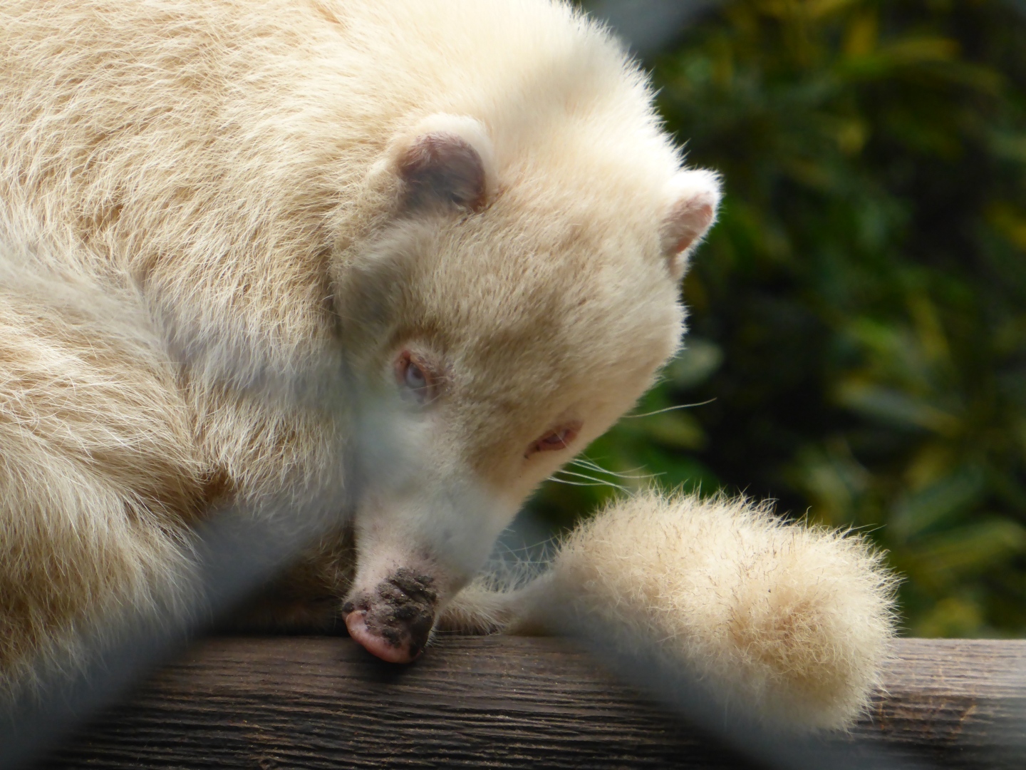 Coati Mundi - Nasenbär -