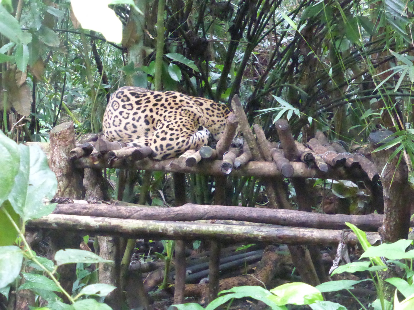 Jaguar -