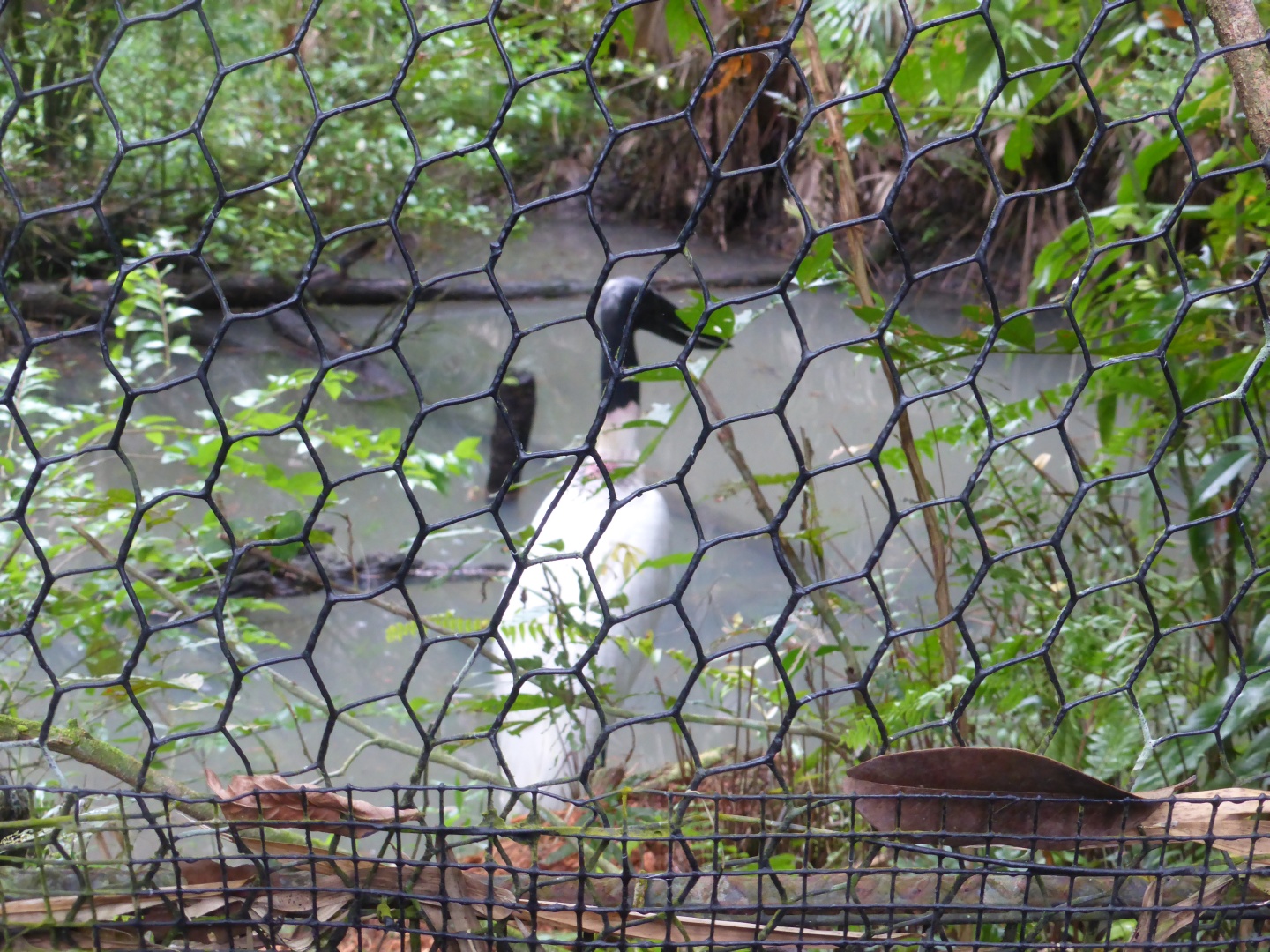 Storch -
