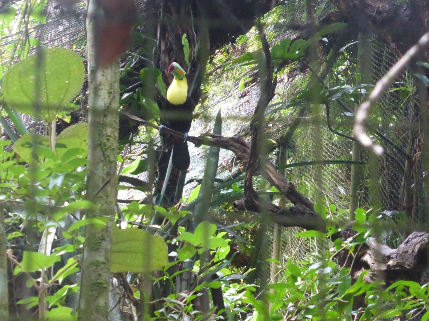 Tucan -