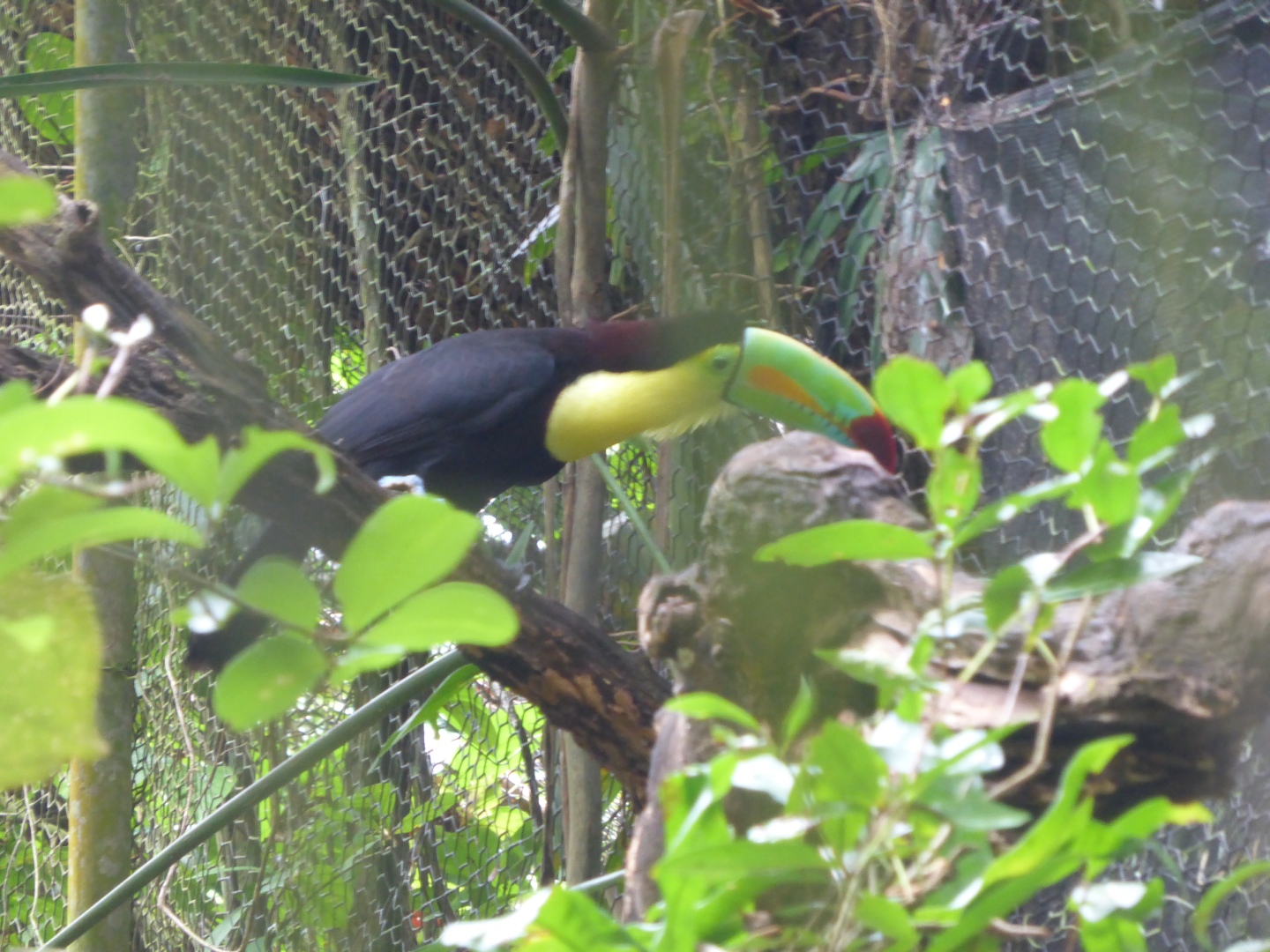 Tucan -