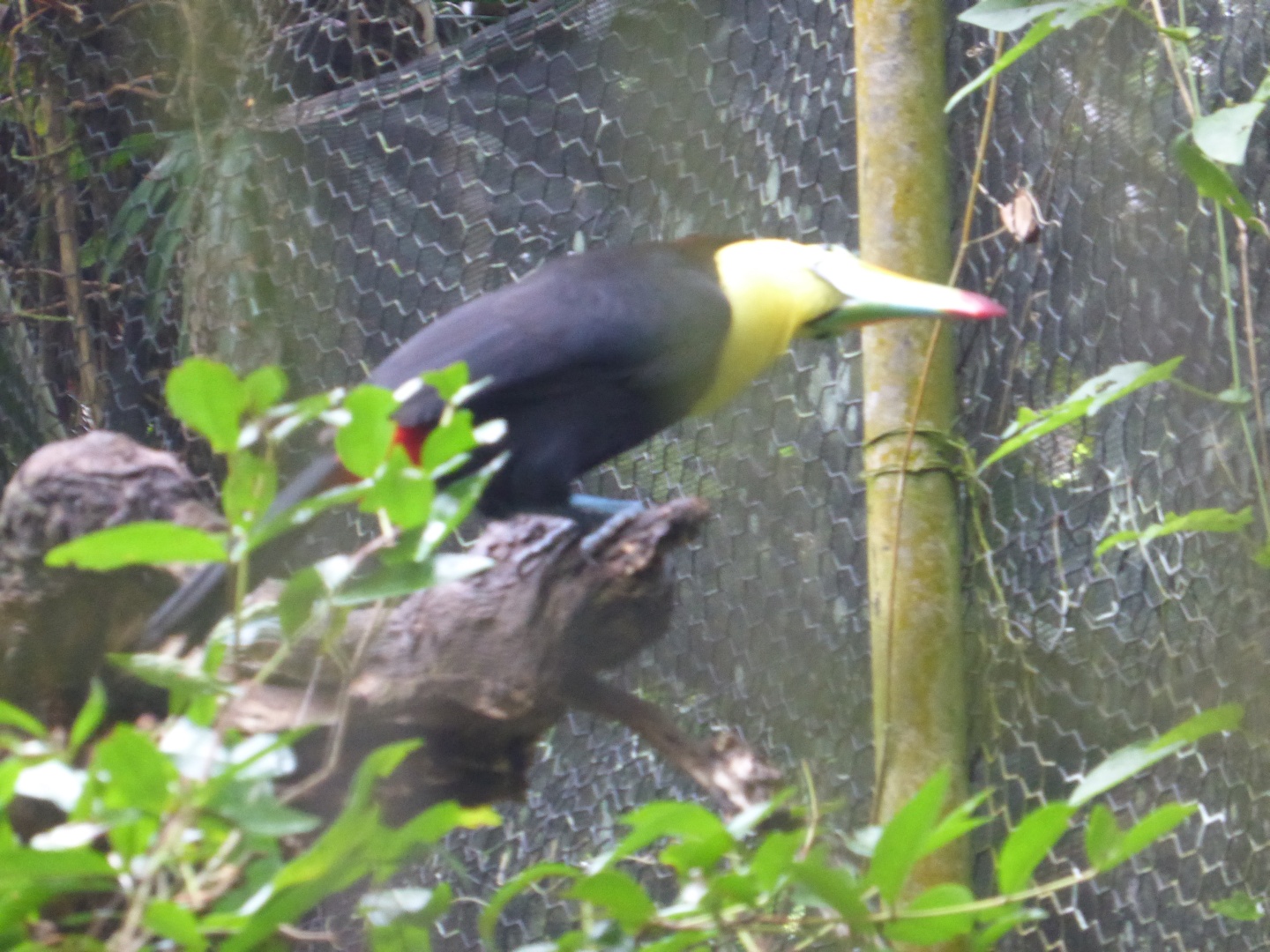 Tucan -