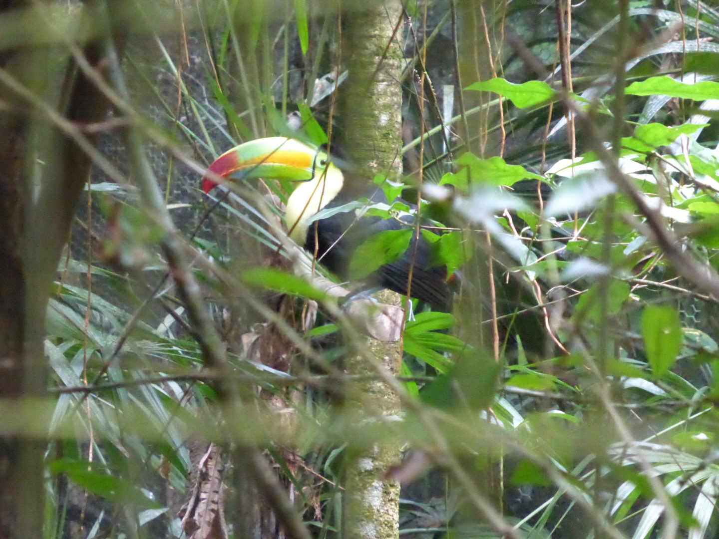 Tucan -