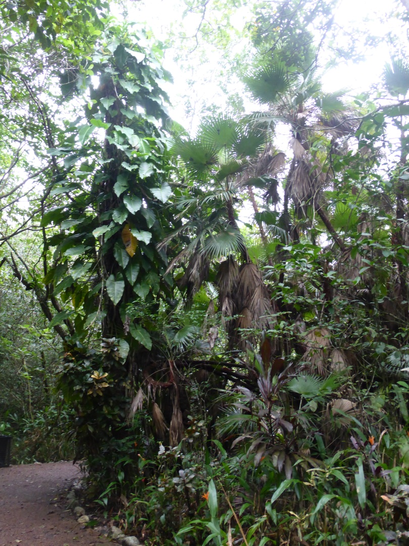 Belize Zoo -