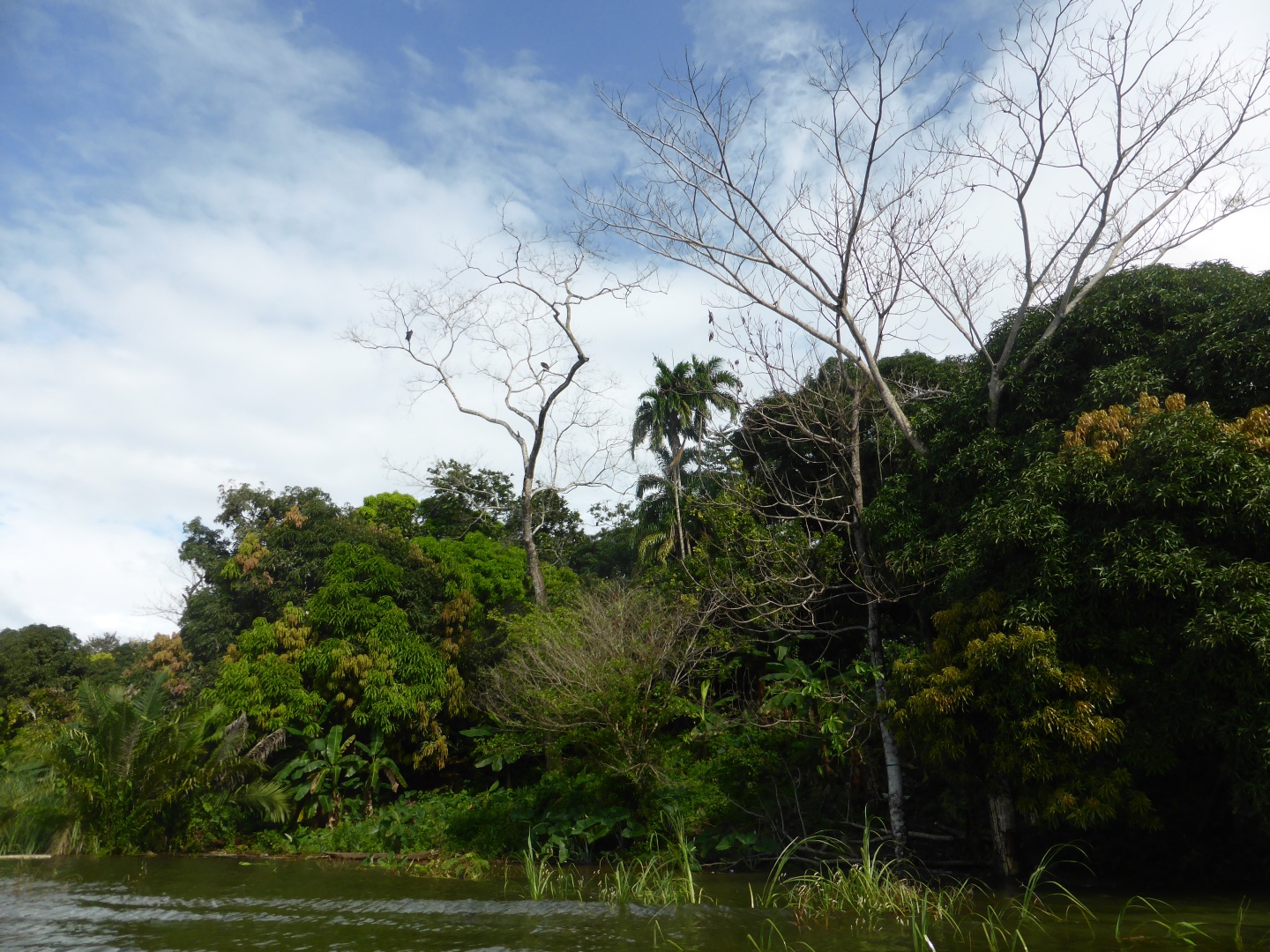 Rio Chagres -
