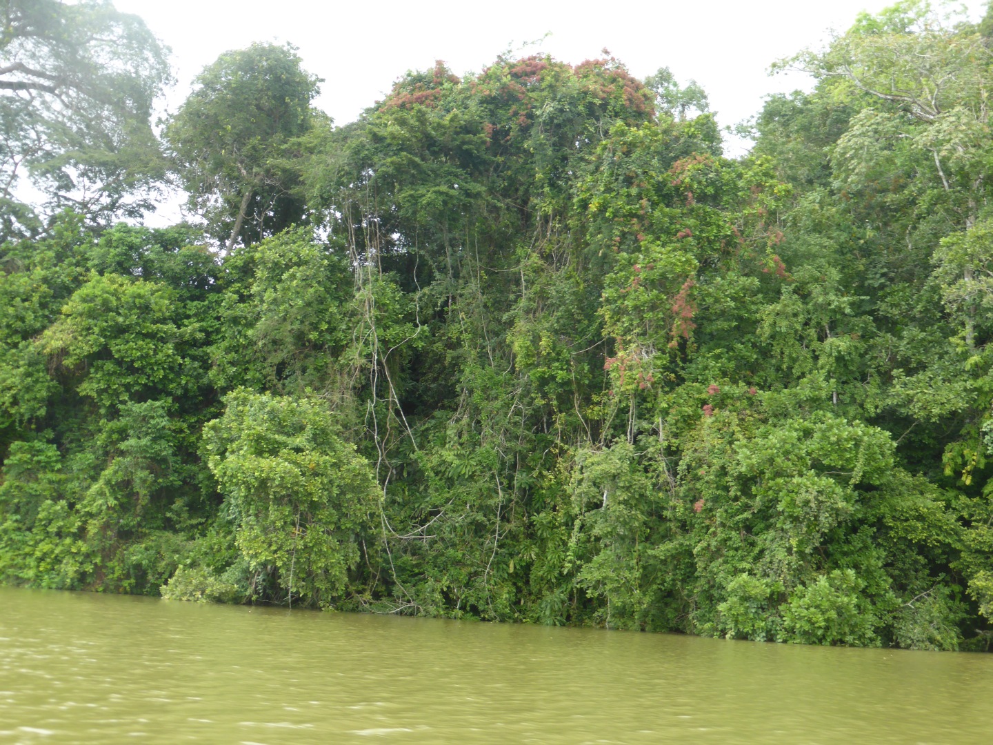Rio Chagres -