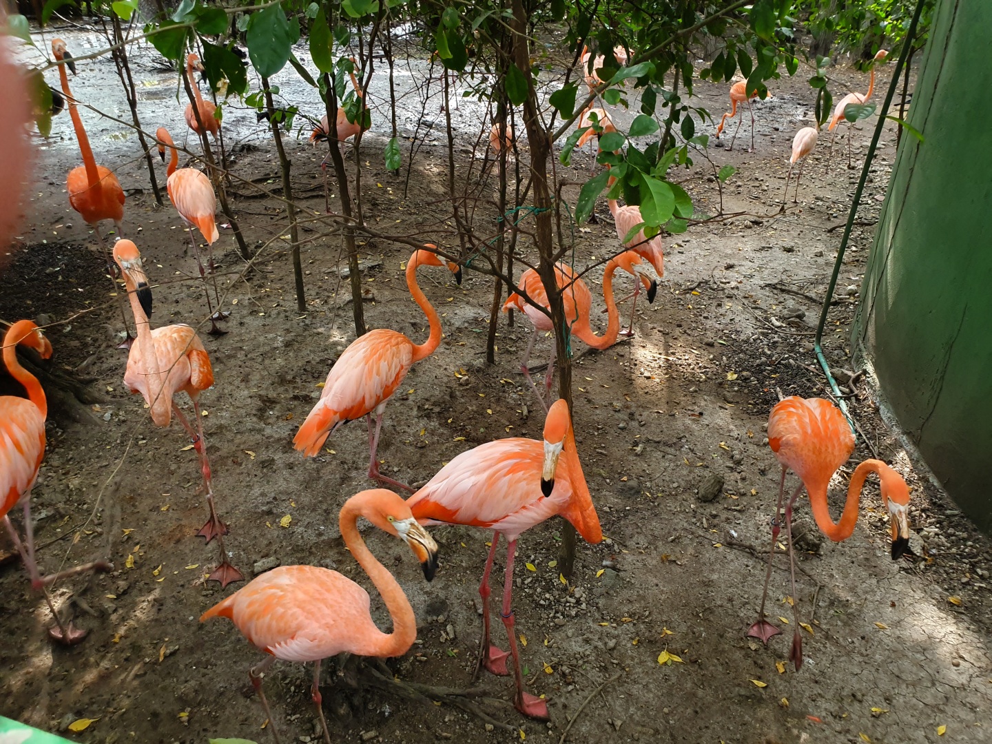 Flamingos -